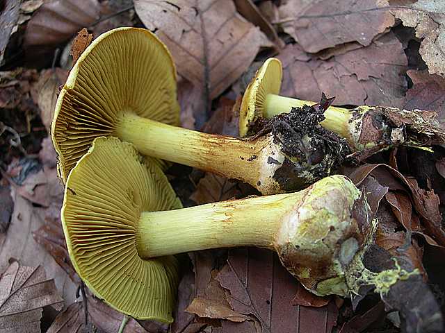 Funghi  e  Habitat